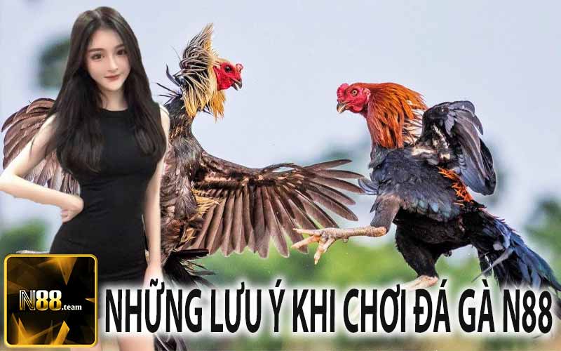 Những Lưu Ý Khi Chơi Đá Gà N88